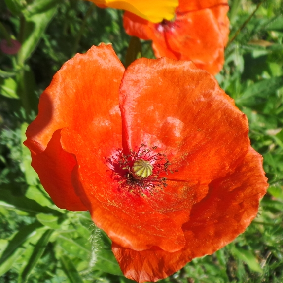 Plant image Papaver radicatum