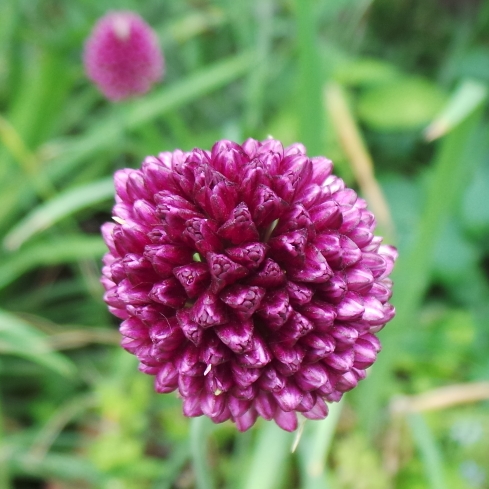 plant image 1115996