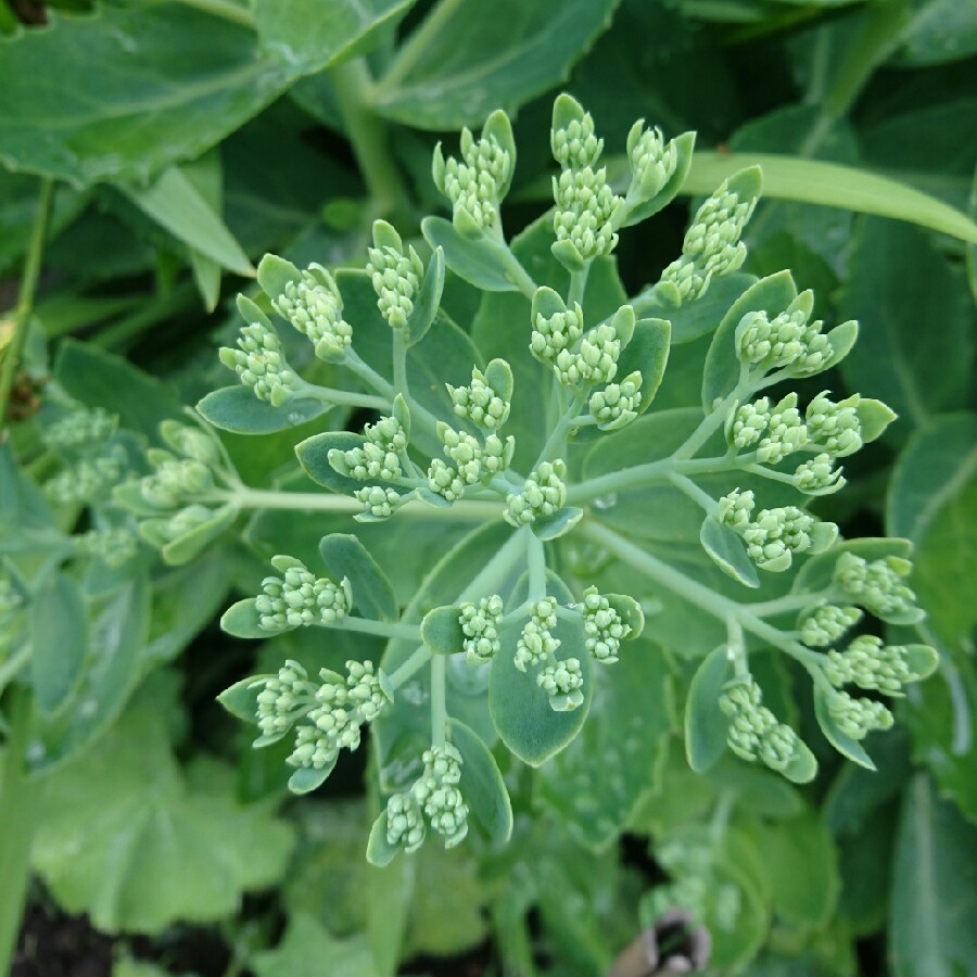 Sedum Spurium 'Green Mantle'