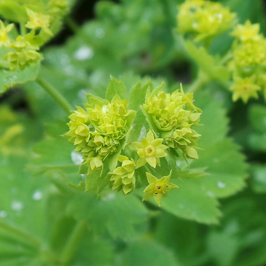 Alchemilla mollis