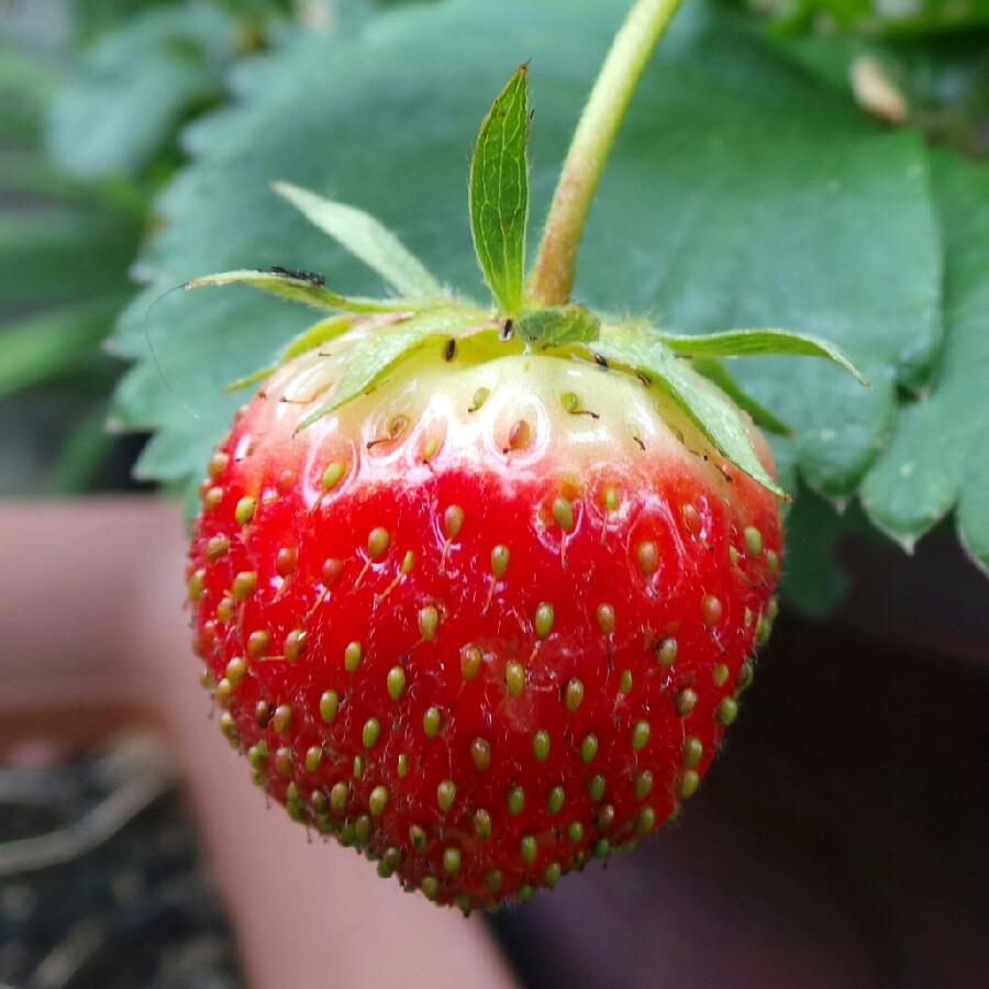 Fragaria x ananassa