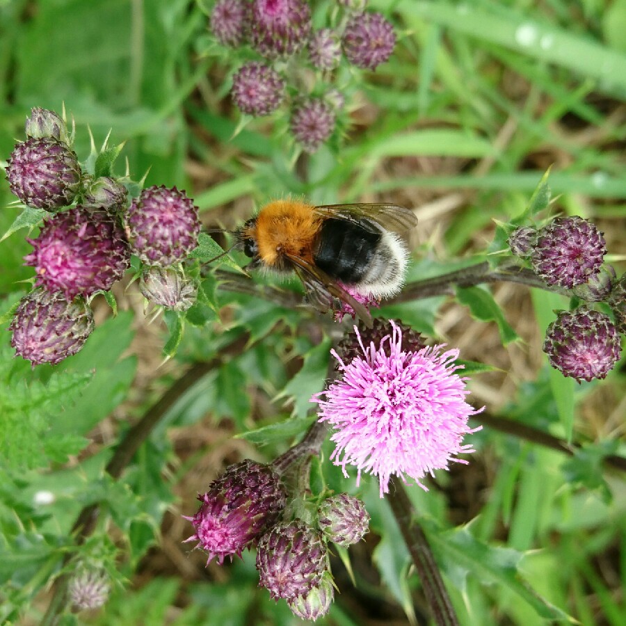 Plant image Cirsium arvense