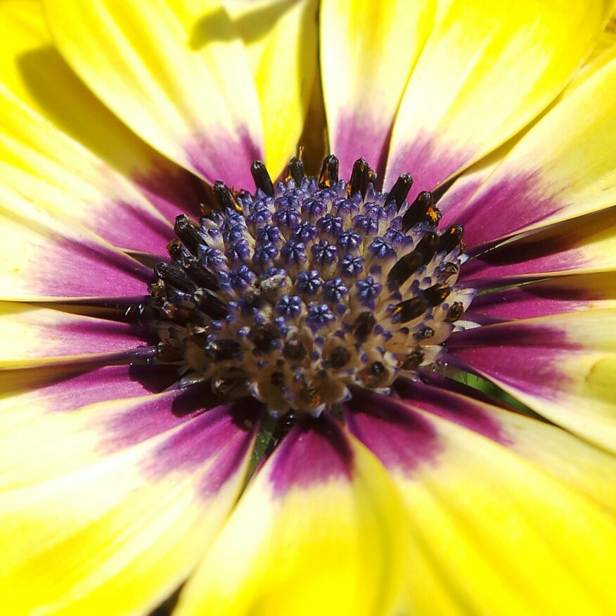 Osteospermum 'Serenity Blue Eyed Beauty'