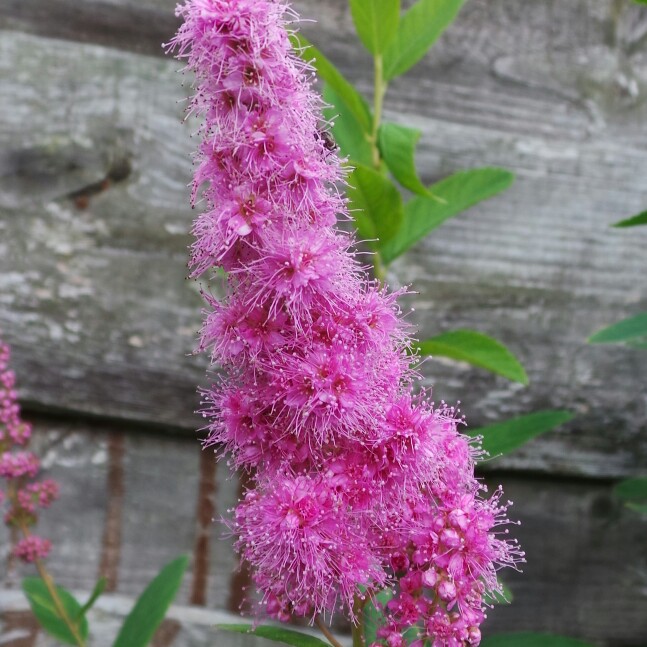 plant image 144071