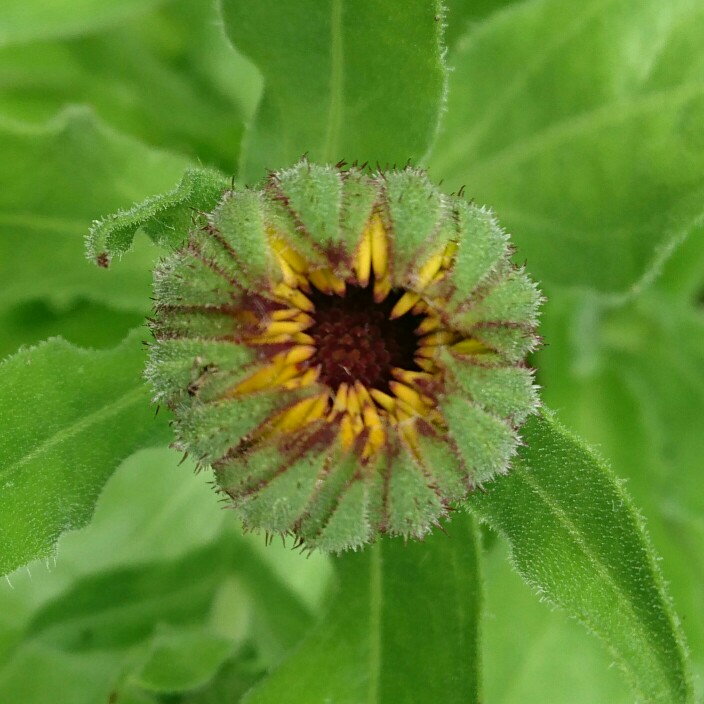 plant image 153147