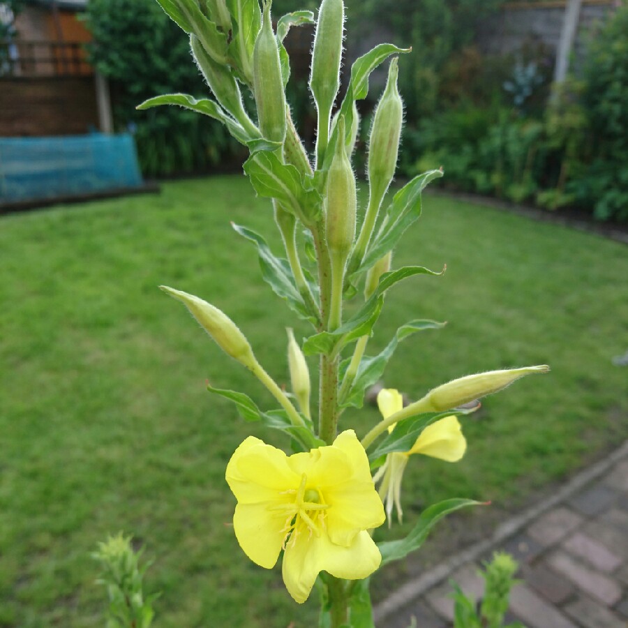 Plant image Oenothera Stricta Sulphurea