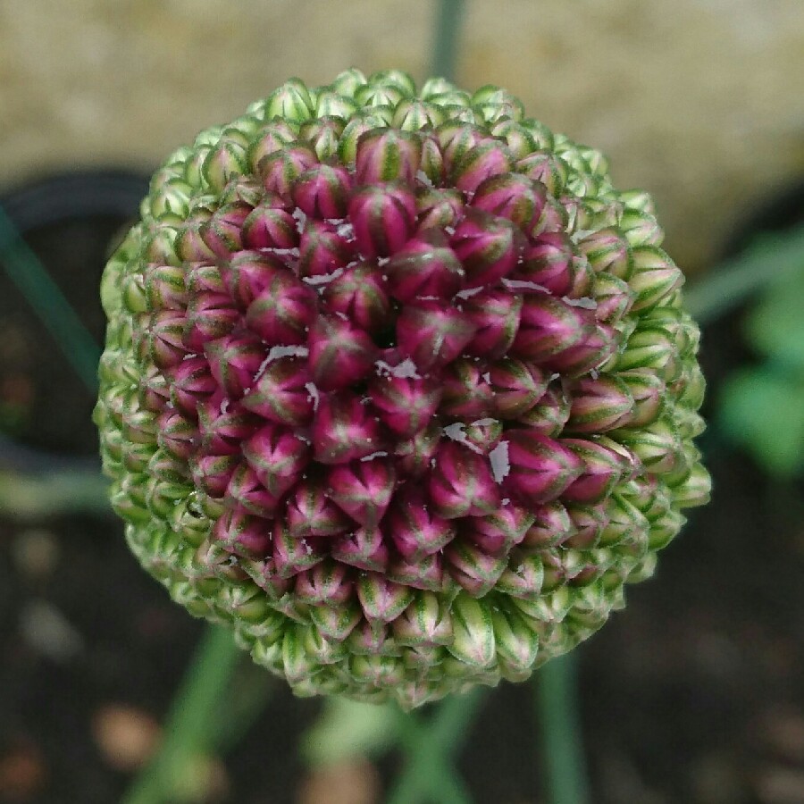 plant image 155756