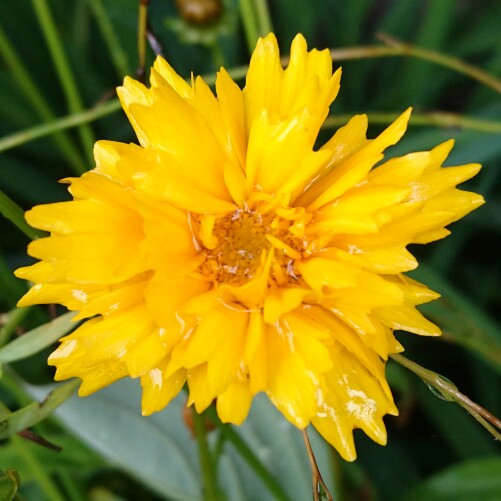 Plant image Coreopsis verticillata 'Moonbeam'