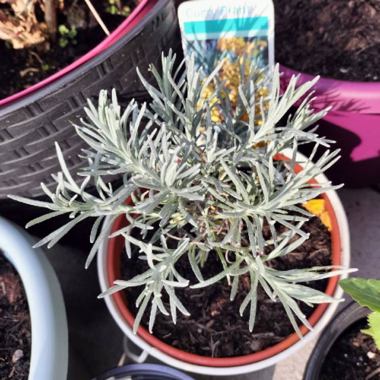 Plant image Helichrysum italicum