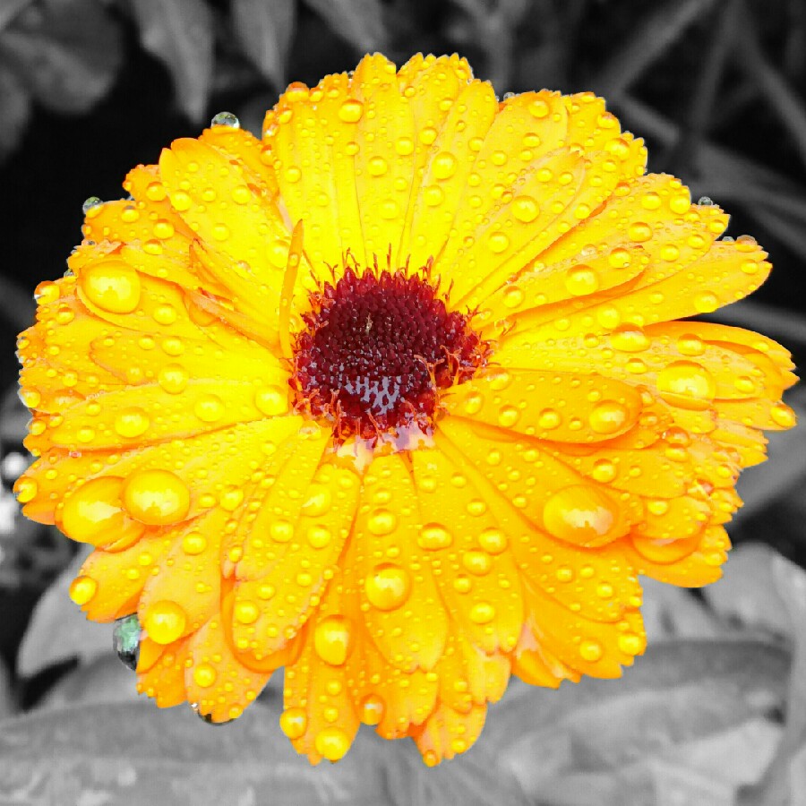 Calendula 'officinalis'