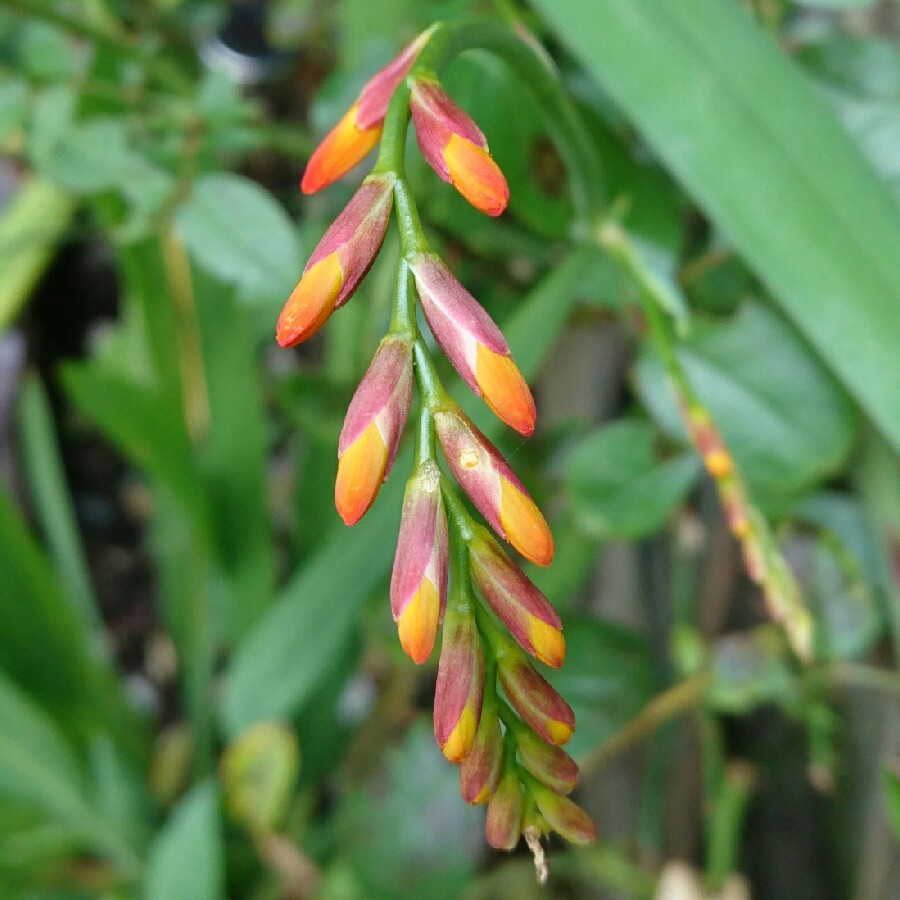 Crocosmia