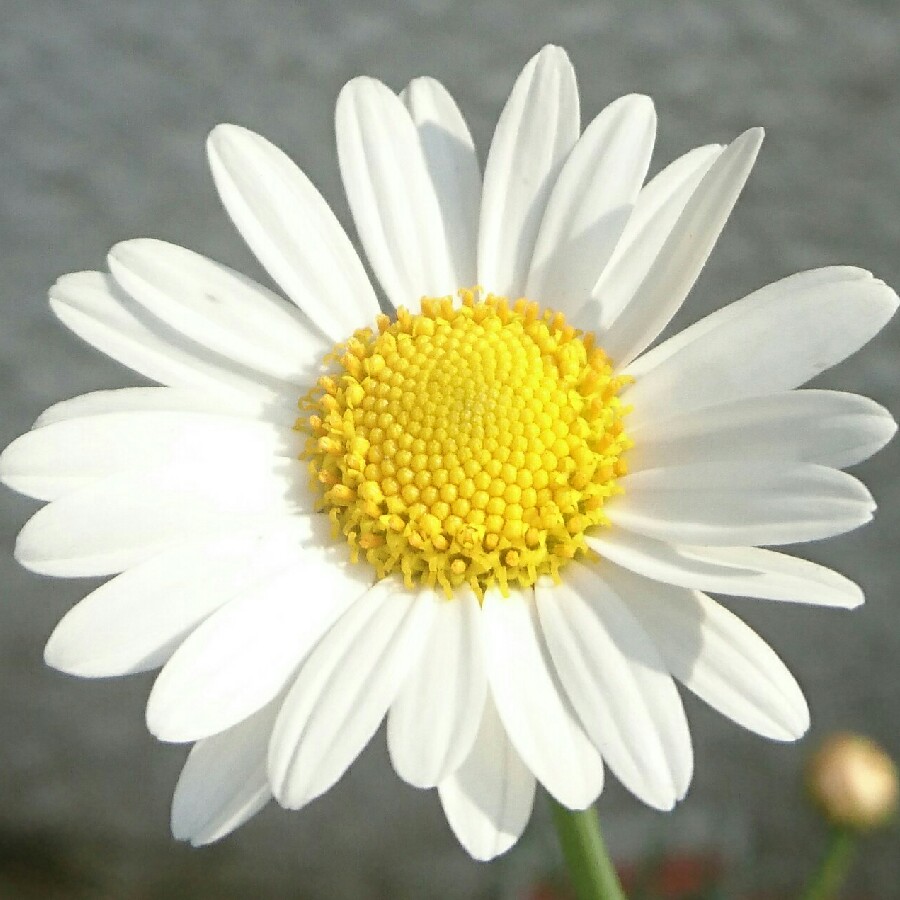 plant image 174282