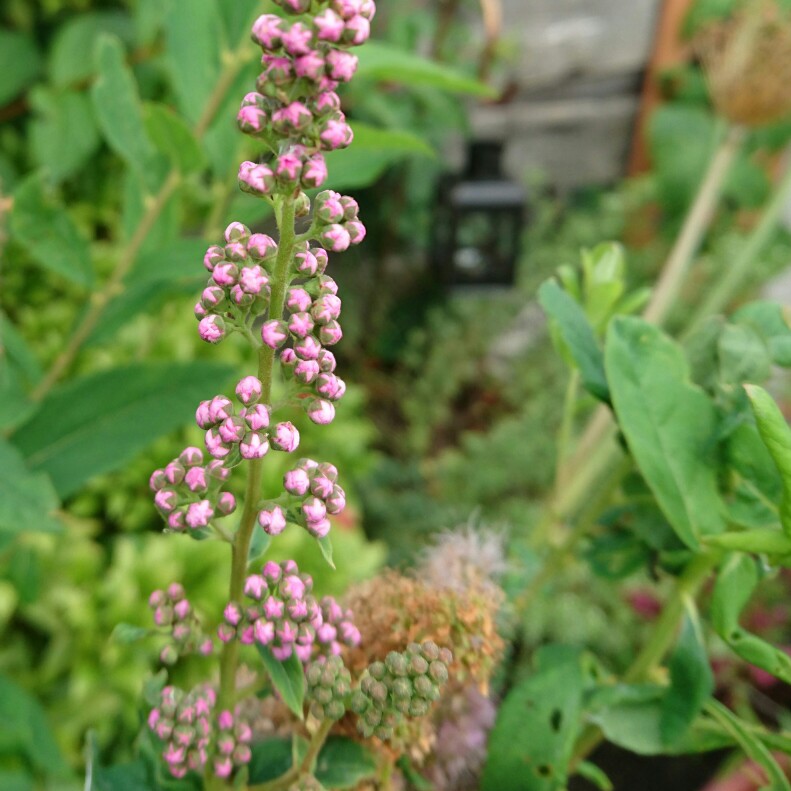 Plant image Spiraea douglasii