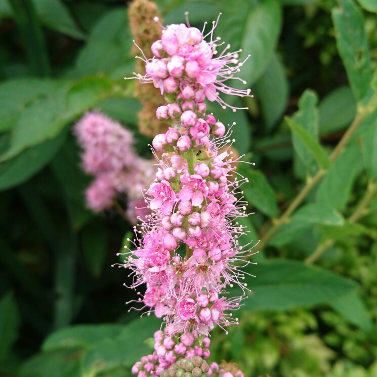 Plant image Spiraea douglasii