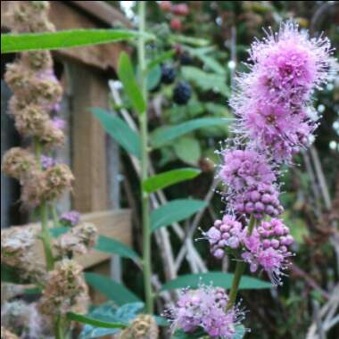 Spiraea douglasii