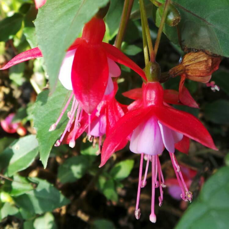 Plant image Fuchsia fuchsita 'Red Lavender'