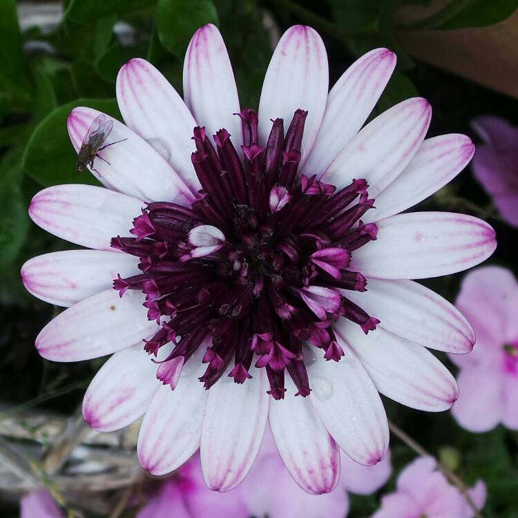 Osteospermum '3D Violet Ice', African Daisy '3D Violet Ice' (3D series ...