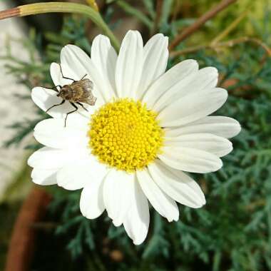 Argyranthemum frutescens 'Dana'