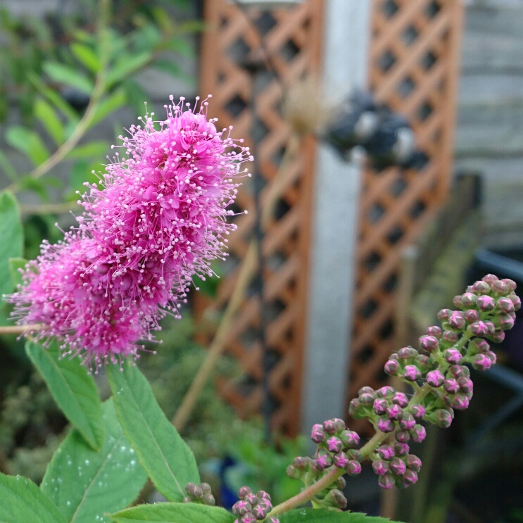 Plant image Spiraea douglasii