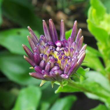 Osteospermum '3D Violet Ice'