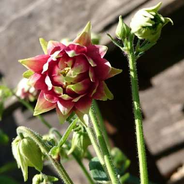 Aquilegia vulgaris var. stellata 'Nora Barlow'