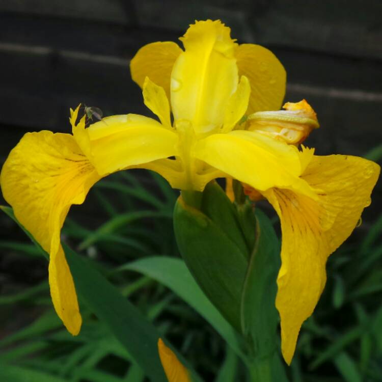 Plant image Iris x hollandica 'Royal Yellow'