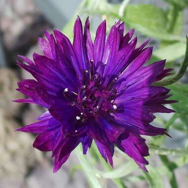 Nigella papillosa 'African Bride'