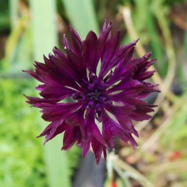 Centaurea