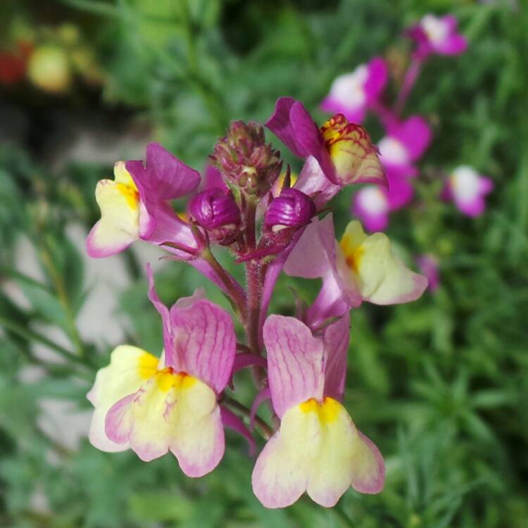 Plant image Linaria 'Fairy Bouquet Mixed'