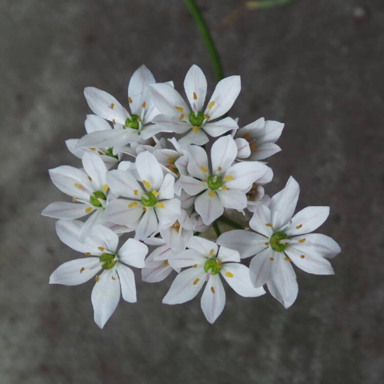 Plant image Allium canadense