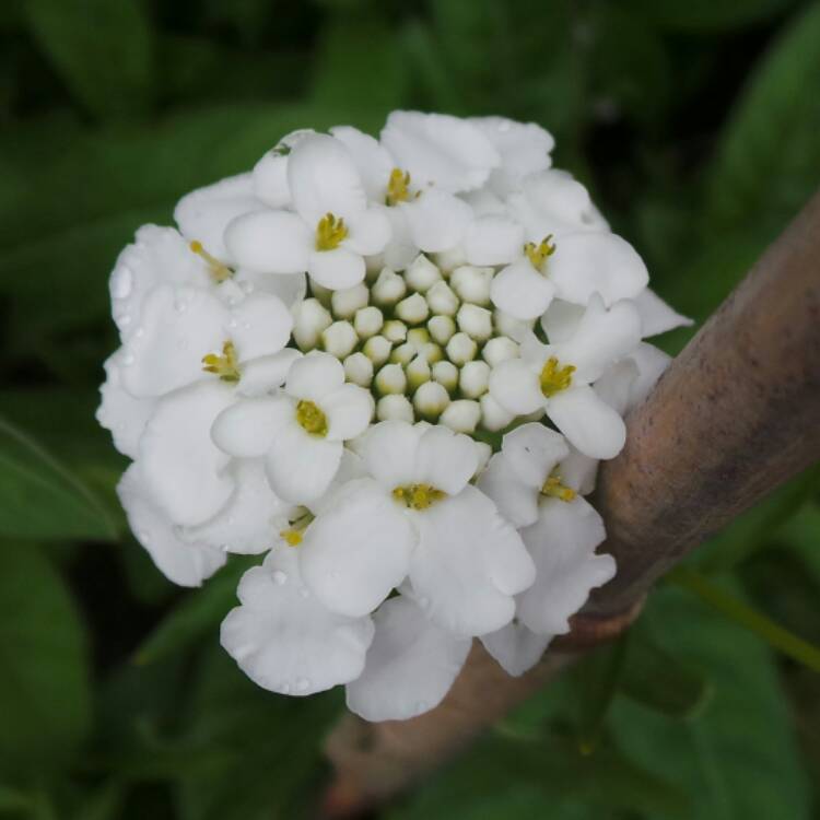 plant image 751206