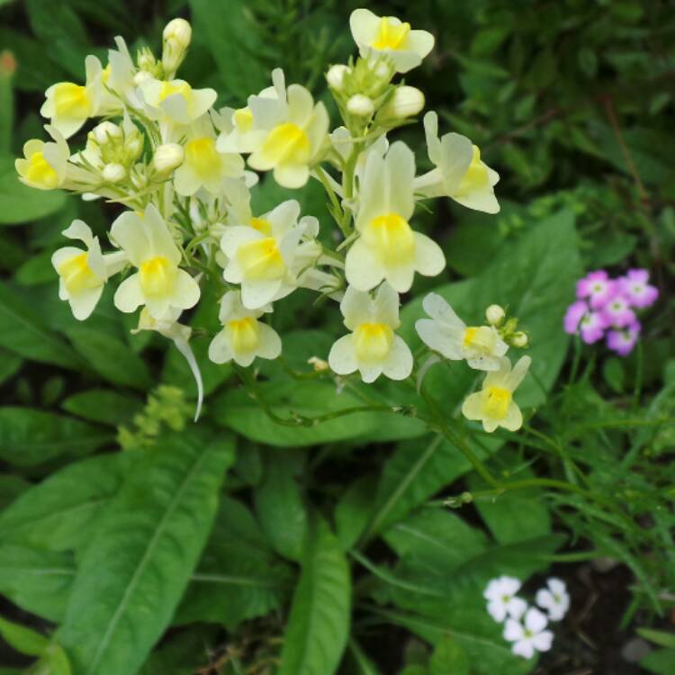 Linaria 'Fairy Bouquet Mixed', Toadflax 'Fairy Bouquet Mixed ...