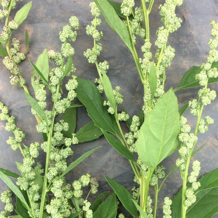 Plant image Chenopodium album