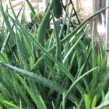 Aloe barbadensis syn. Aloe Vera