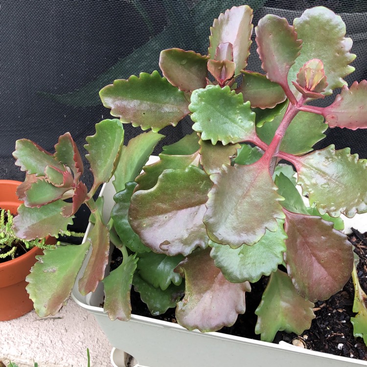 Plant image Kalanchoe Longiflora