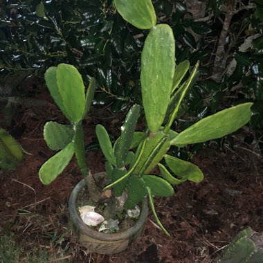 Opuntia phaeacantha