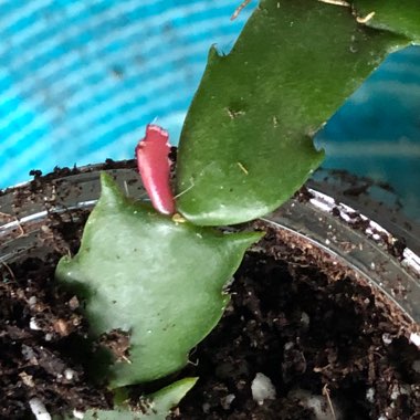 Schlumbergera truncata