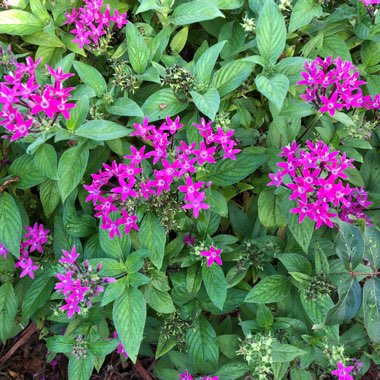 Pentas lanceolata 'Nova'