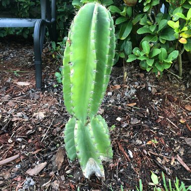 Cereus Repandus