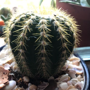 Echinocactus Grusonii