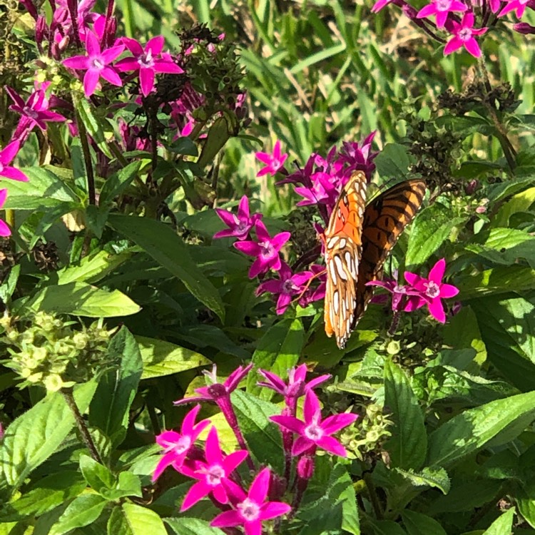 Plant image Pentas lanceolata 'Nova'