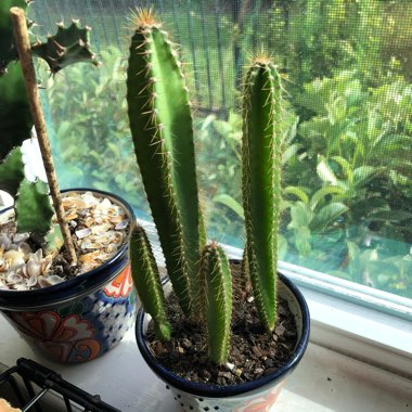 Cereus Repandus