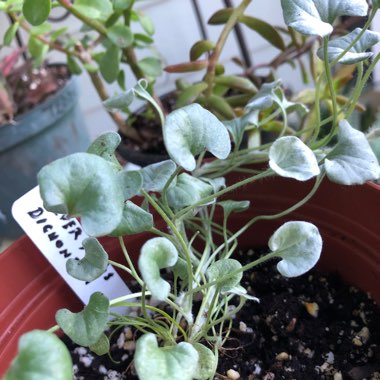 Dichondra argentea 'Silver Falls'