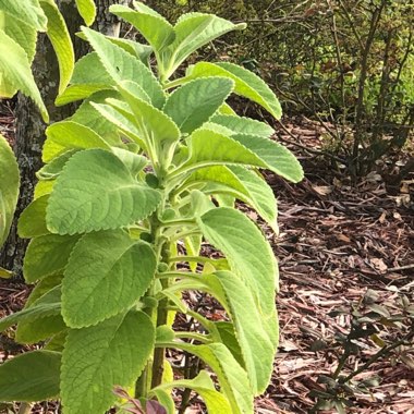 Plectranthus