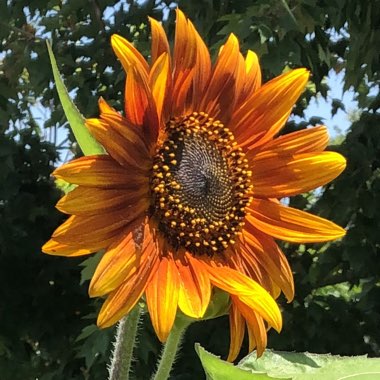 Helianthus annuus 'Crimson Queen'