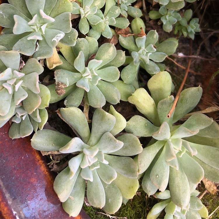 Plant image Echeveria Runyonii 