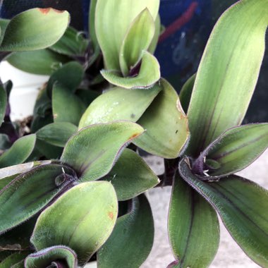 Tradescantia cerinthoides syn. Tradescantia blossfeldiana, Tradescantia 'Red Hill'