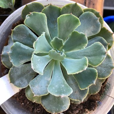 Echeveria H Rosea 