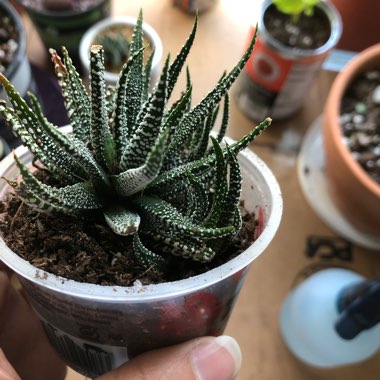 Haworthia Attenuata var 'Wide Band'