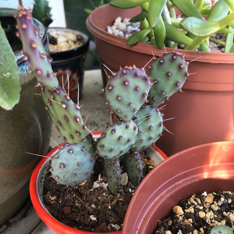 Plant image Opuntia gosseliniana